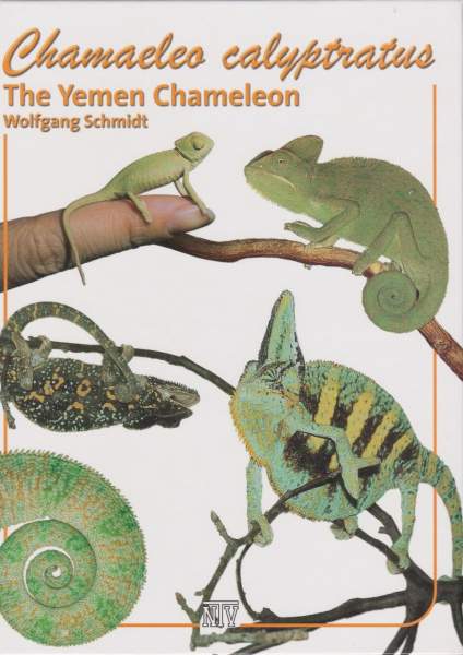 Chamaeleo calyptratus: The Yemen Chameleon